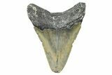 Juvenile Megalodon Tooth - North Carolina #371696-1